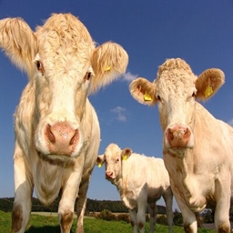 Husbandry and agriculture project image
