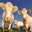 Husbandry and agriculture logo