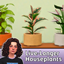 Live-Longer Houseplants logo