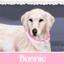 Large Dog Heart collar logo