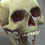 Skeleton Closet SMP logo