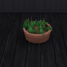King_Zace Oregano Harvestable / translation spanish by Monisims
