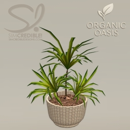 Organic Oasis Hotel Suite Extras - Potted Dragon Tree logo