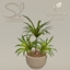 Organic Oasis Hotel Suite Extras - Potted Dragon Tree logo