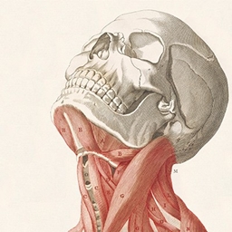Rapid's Flesh and Bone logo