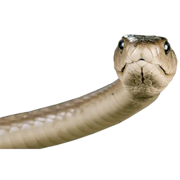 A Serpent's Grave project image