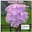 SAKURA - CHERRY BLOSSOM Harvestable By icemunmun | Chinese Translation logo