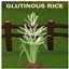 GLUTINOUS STICKY RICE Harvestable By icemunmun | Chinese Translation logo