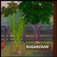 SUGARCANE Harvestable By icemunmun | Chinese Translation logo