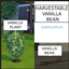 Vanilla Bean Harvestable By icemunmun | Chinese Translation logo