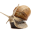 SnailSMP logo