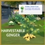 Ginger Harvestable By icemunmun | Chinese Translation logo