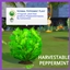 Peppermint Harvestable By icemunmun | Chinese Translation logo