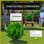 CORRIANDER /CILANTRO Harvestable By icemunmun | Chinese Translation logo
