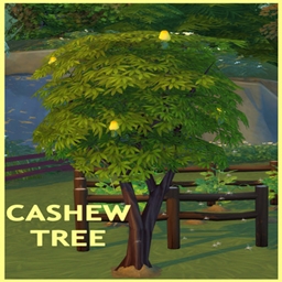 CASHEW TREE Harvestable By icemunmun | Chinese Translation