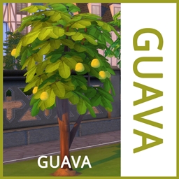 Guava Harvestable By icemunmun | Chinese Translation - The Sims 4 ...