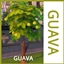 Guava Harvestable By icemunmun | Chinese Translation logo