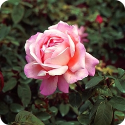 RoseSky logo