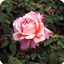 RoseSky logo