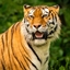 tiger!!! logo