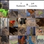 Lizards & Rodents logo