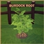 BURDOCK ROOT Harvestable By icemunmun | Chinese Translation logo