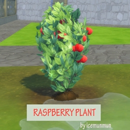 Raspberry Plant Harvestable By icemunmun | Chinese Translation
