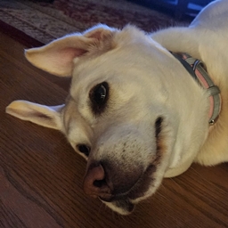 BorkMon for the borkcord