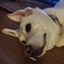BorkMon for the borkcord logo