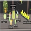 HONEYDEW MELON SET Harvestable By icemunmun | Chinese Translation logo