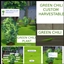 GREEN CHILI Harvestable By icemunmun | Chinese Translation logo