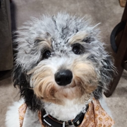 Harper's Hardcore Pack