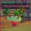 RHUBARB Harvestable By icemunmun | Chinese Translation logo