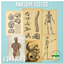 Anatomy posters logo