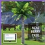 ACAI BERRY PALM Harvestable By icemunmun | Chinese Translation logo