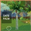 DATE PALM Harvestable By icemunmun | Chinese Translation logo