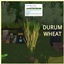 DURUM WHEAT Harvestable By icemunmun | Chinese Translation logo