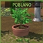 Poblano Pepper Harvestable By icemunmun | Chinese Translation logo