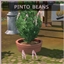 Pinto Beans Harvestable By icemunmun | Chinese Translation logo