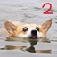 Taiyopia's Cobblemon pack 2 logo