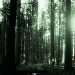 Haunted Woods logo
