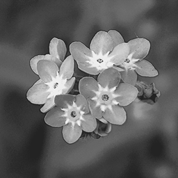 Myosotis project image