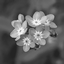Myosotis logo
