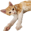 Cat Nation logo