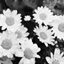 Daisy logo