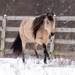Willowstead Equestrian