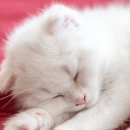 Vanilla Cat project image
