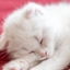 Vanilla Cat logo