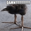 DAMN! Pukeko! logo