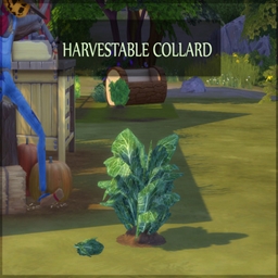 COLLARD Harvestable By icemunmun | Chinese Translation - The Sims 4 ...